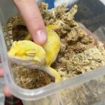 2023冬令營 生物科學營 課程花絮